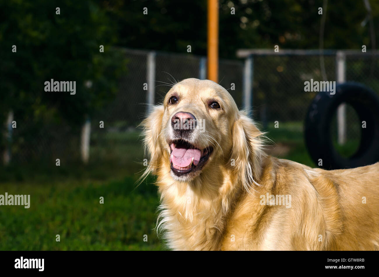 golden retriever dog portrait in profile on nature Stock Photo - Alamy