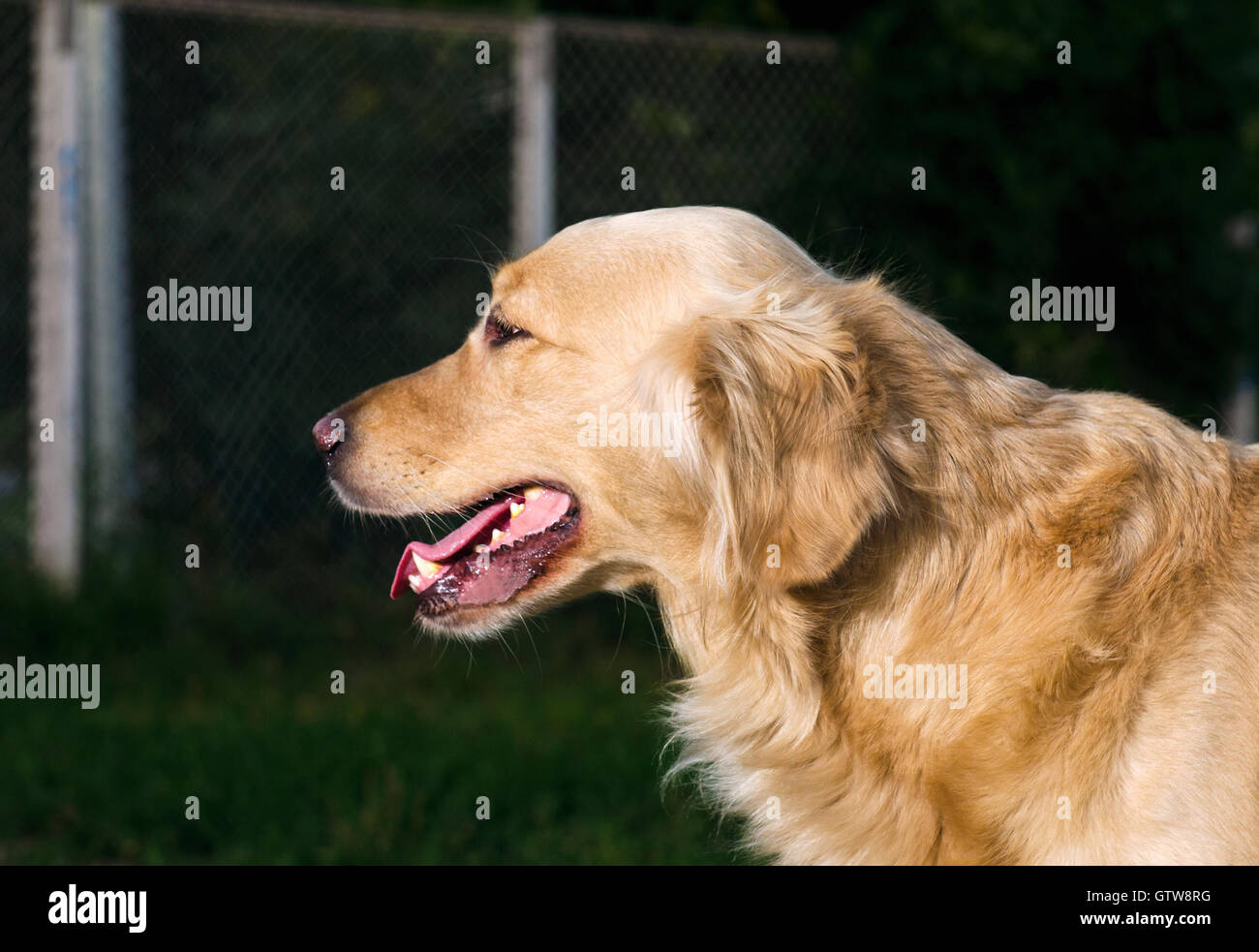 golden retriever dog portrait in profile on nature Stock Photo - Alamy