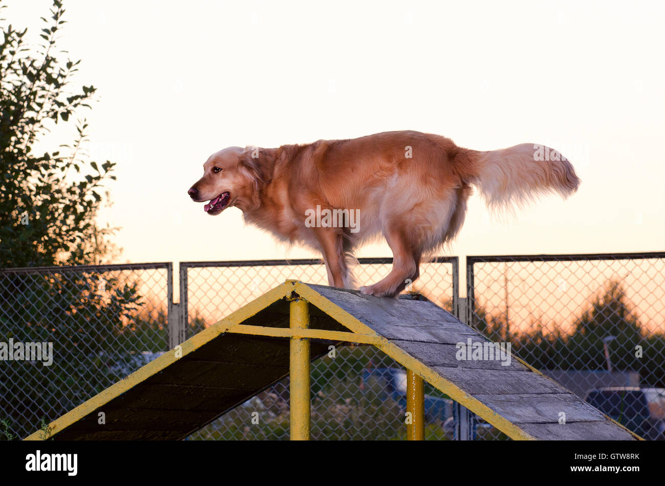 thoroughbred golden Retriever dog run playground summer Stock Photo Alamy