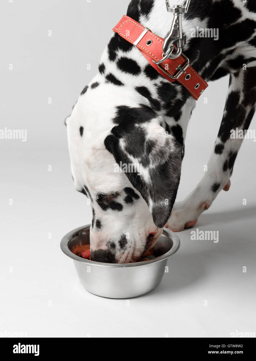 Dalmatian dog eating dry food from a bowl Stock Photo Alamy