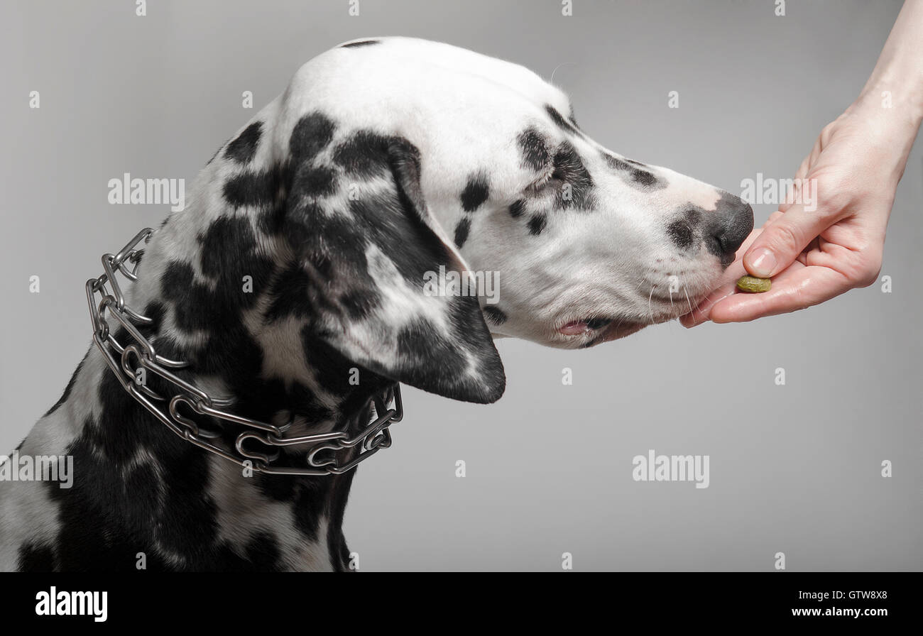 Dalmatian dog eating food from the hands of a girl Stock Photo - Alamy