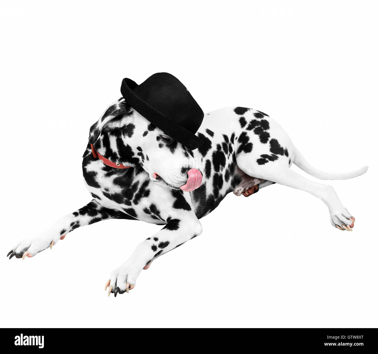 Dalmatian dog in a black hat pulled down over his eyes is looking away and licked Stock Photo