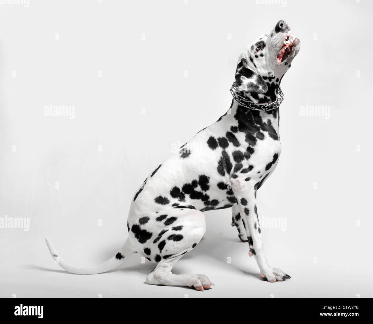 Angry dalmatian dog 2025