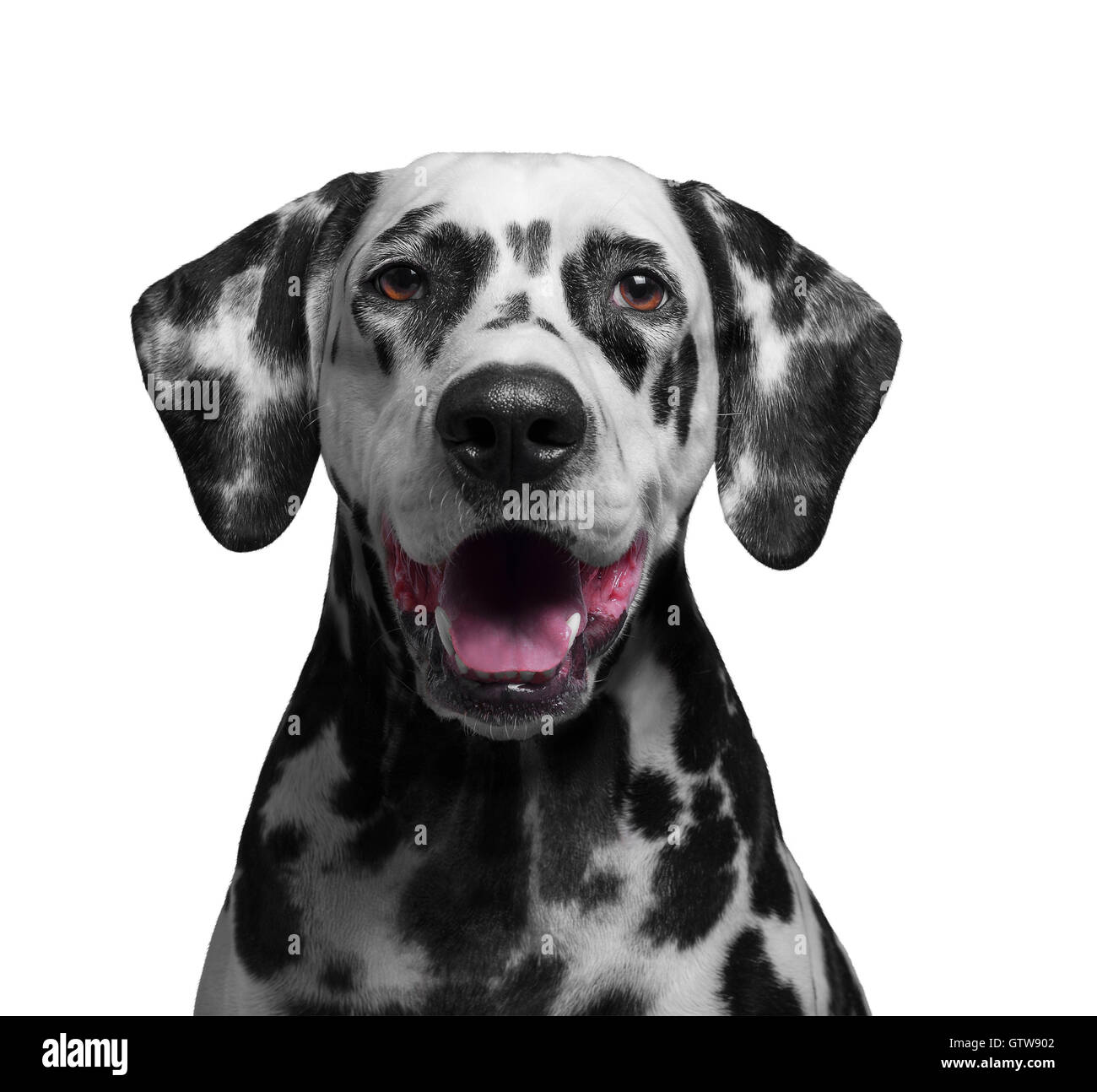 black and white spotted dog breeds