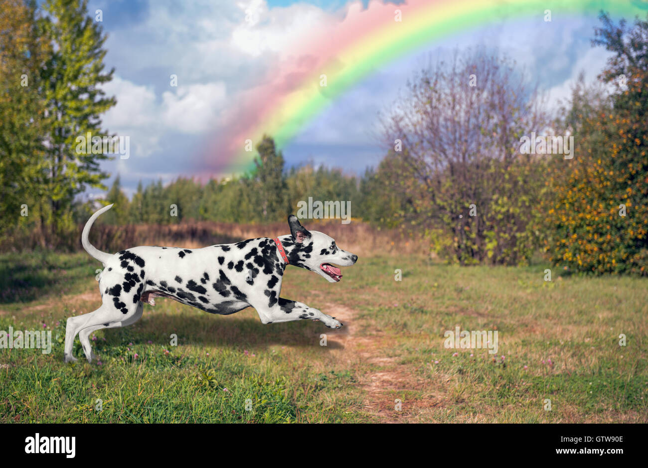 Dog Dalmatian running outdoors in beautiful green against the blue sky
