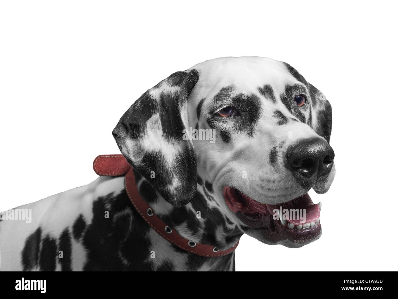 blue merle dalmatian