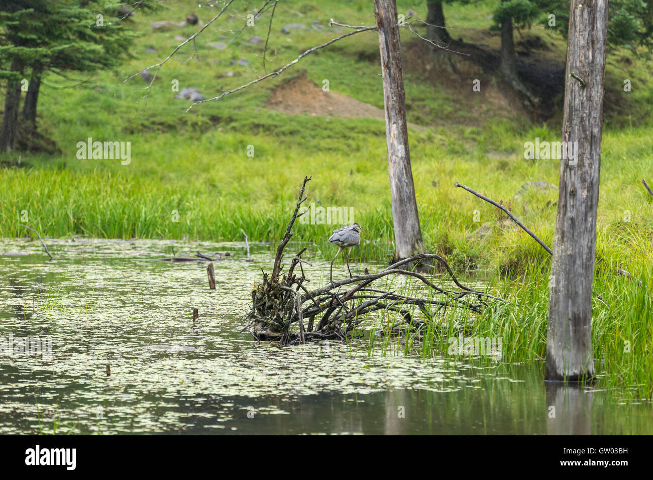 Great Blue Heron in its natural setting in nature Stock Photo