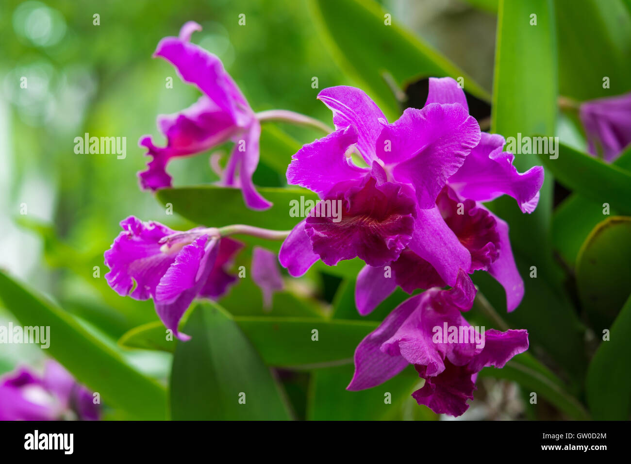 Cattleya orchid purple. The beautiful backdrop of a soft blur. Stock Photo