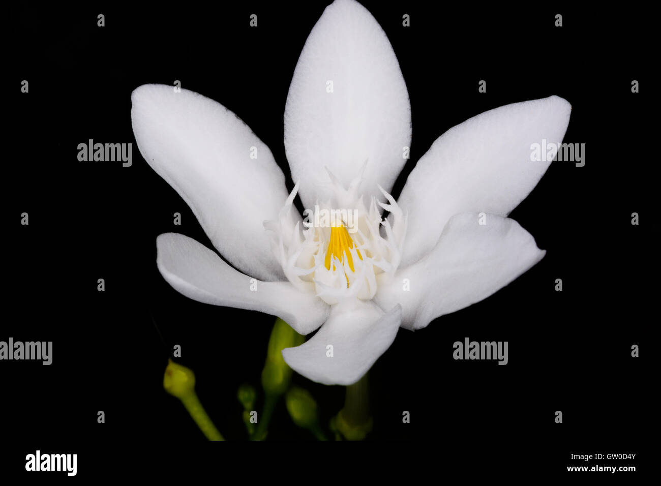 Beautiful white blossom flower, Wrightia antidysenterica on black background Stock Photo