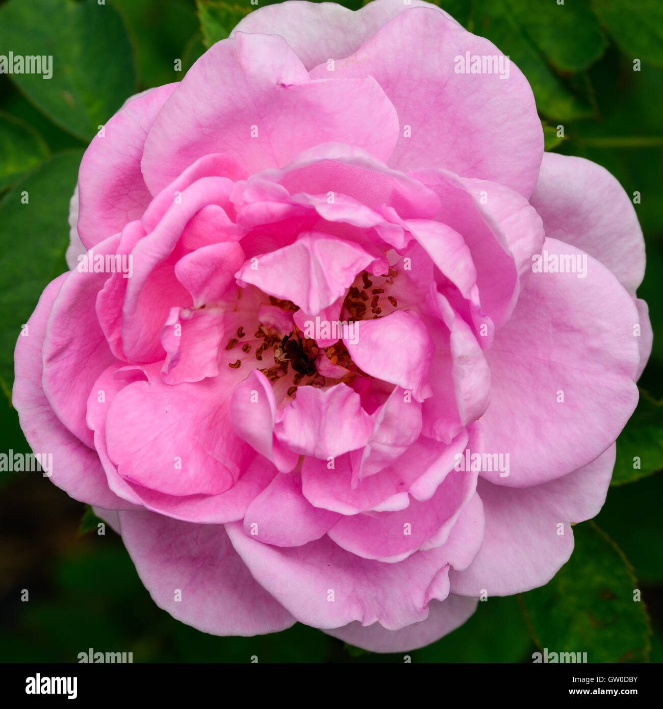 Damask Rose flowers are the medicinal properties of many medical, top