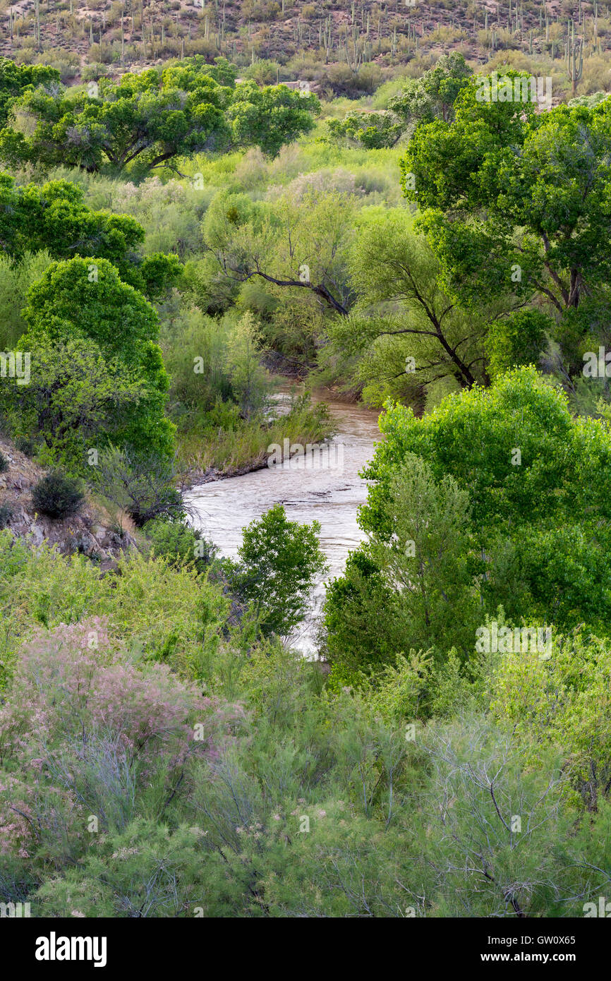 Riparian trees hi-res stock photography and images - Alamy