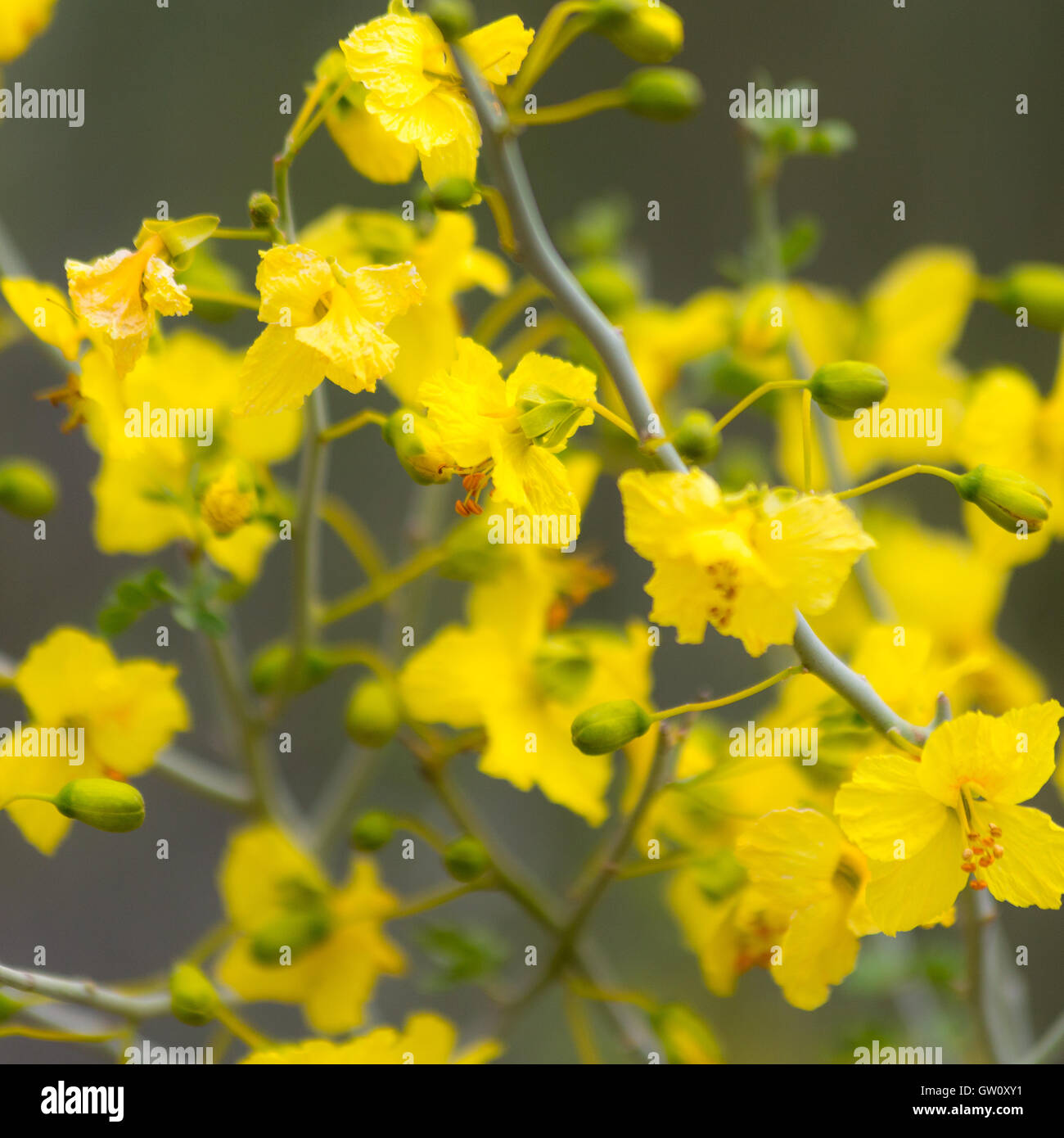 Blue Palo Verde Tree High Resolution Stock Photography and Images Alamy