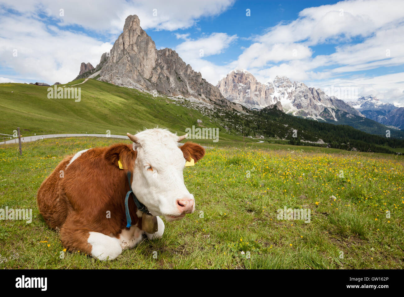 Cow on the alpine mountain hill pasture Stock Photo - Alamy