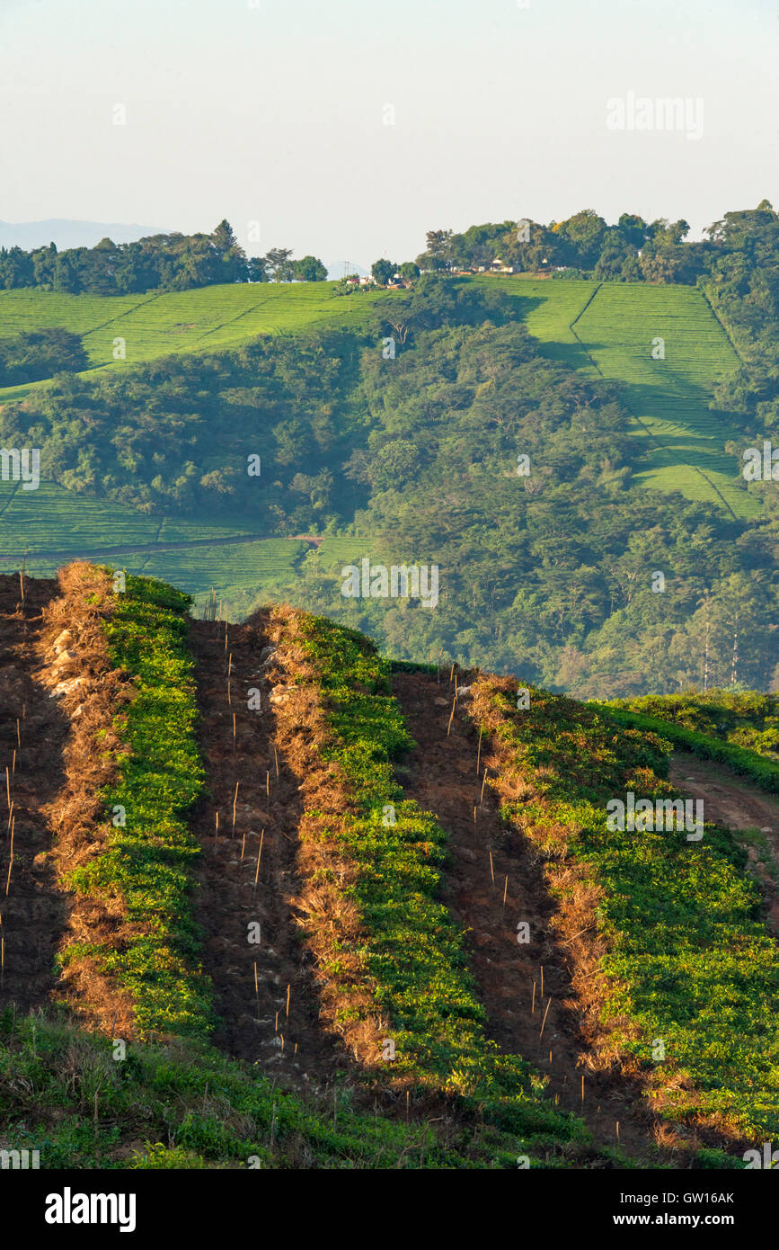 Eastern highlands agriculture zimbabwe hires stock photography and