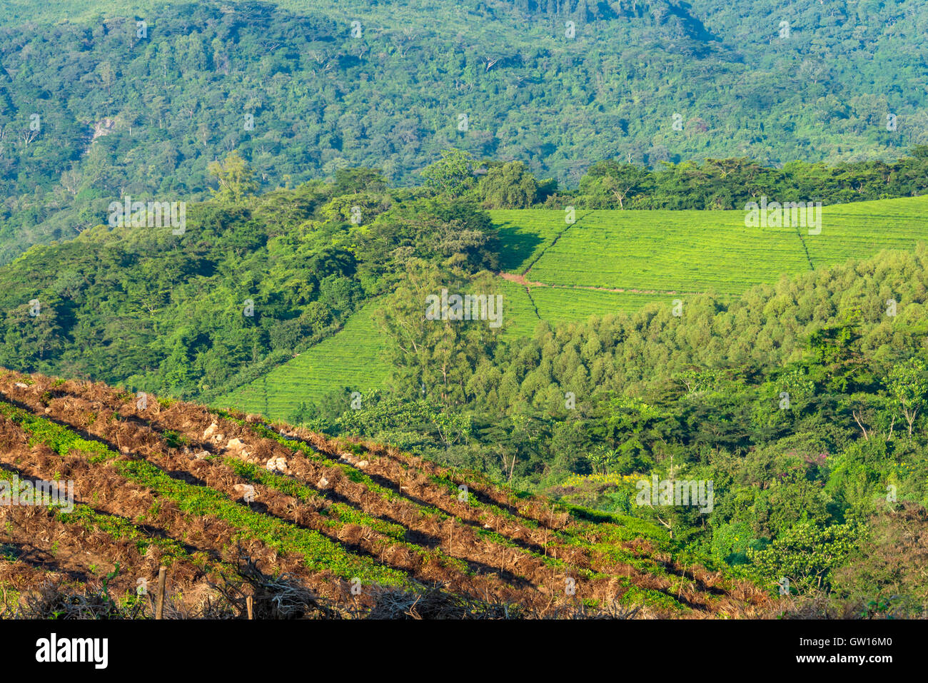 Aberfoyle Tea Estate in Zimbabwe's Eastern Highlands Stock Photo Alamy