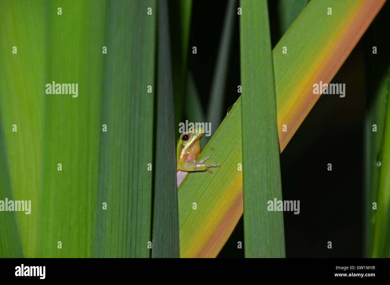 Eastern dwarf tree frog (Litoria fallax), St Ives, Sydney, New South