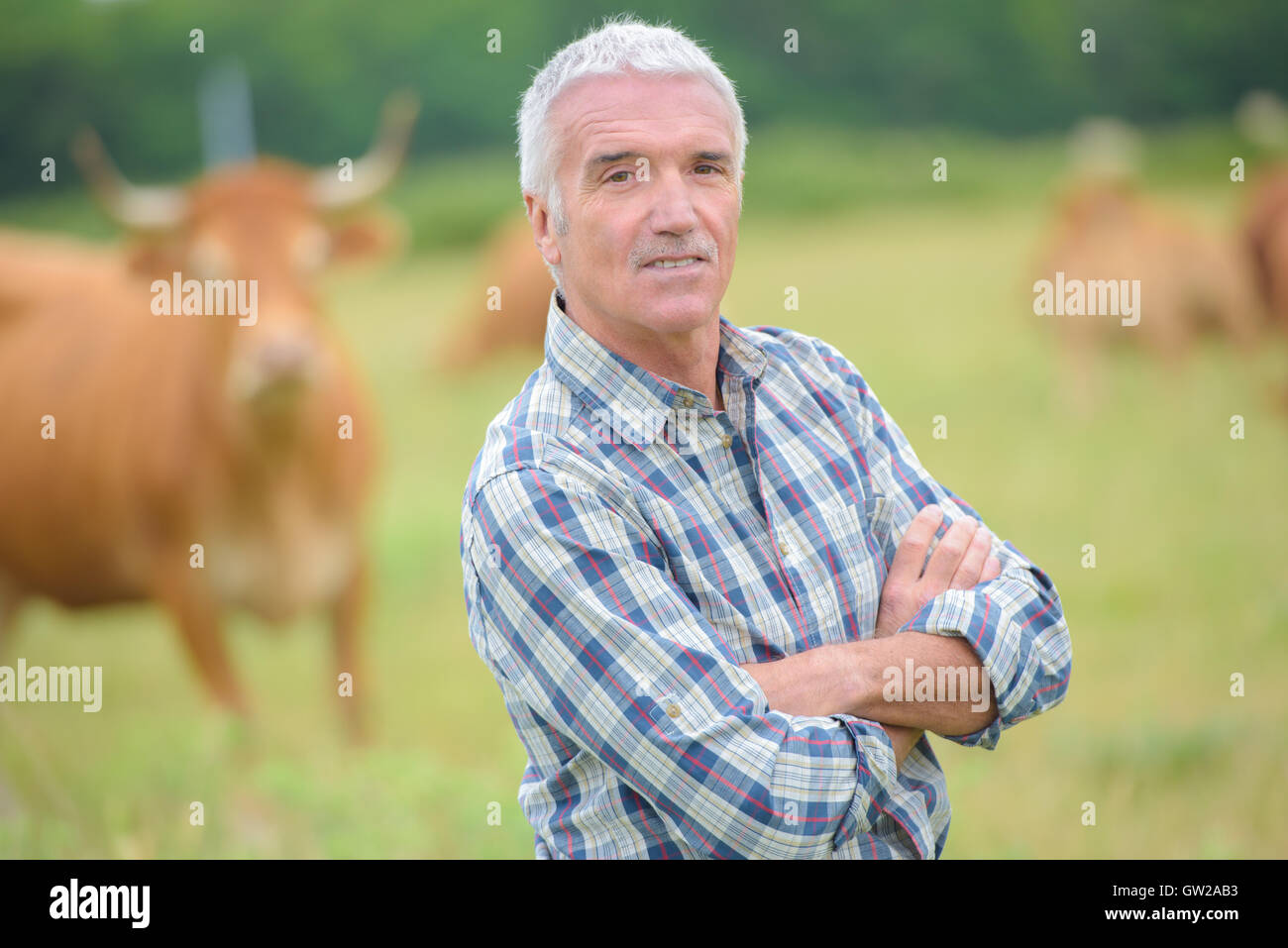 man with cattle Stock Photo - Alamy