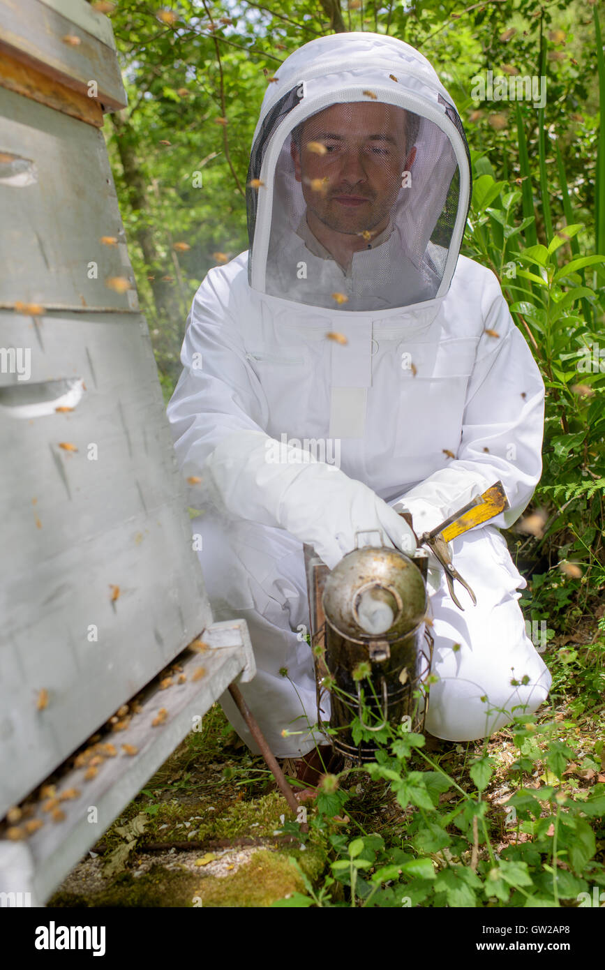 smoking the bees Stock Photo Alamy