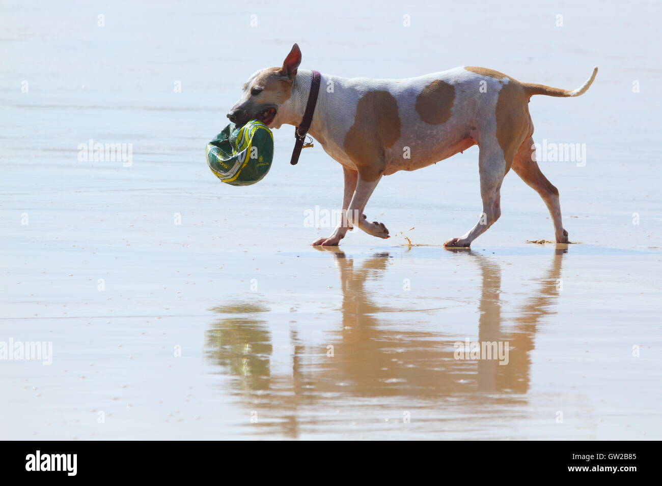 How Do You Get A Female Dog To Get Along
