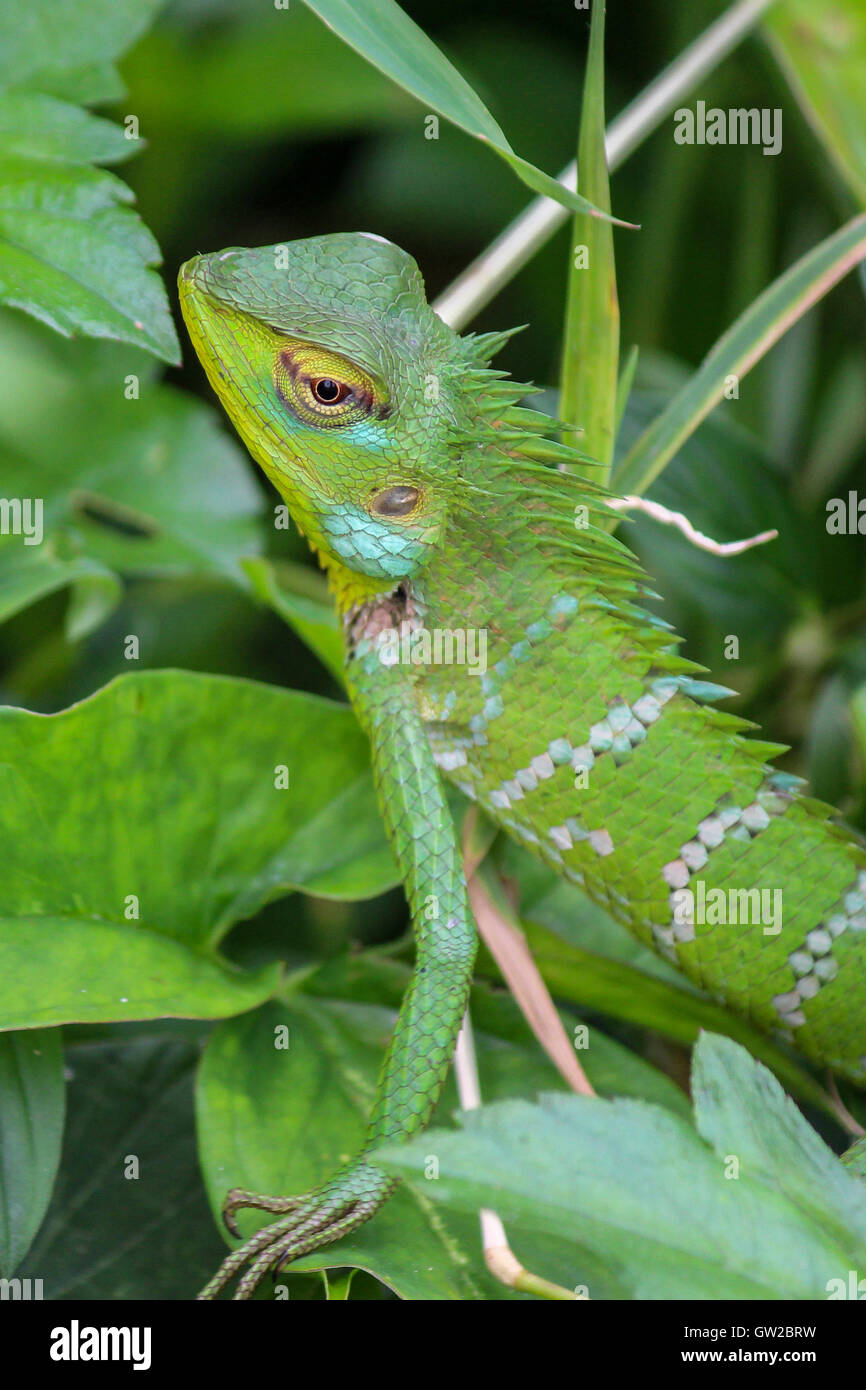 Green Forest Lizard Calotes Calotes Portrait Stock Photo