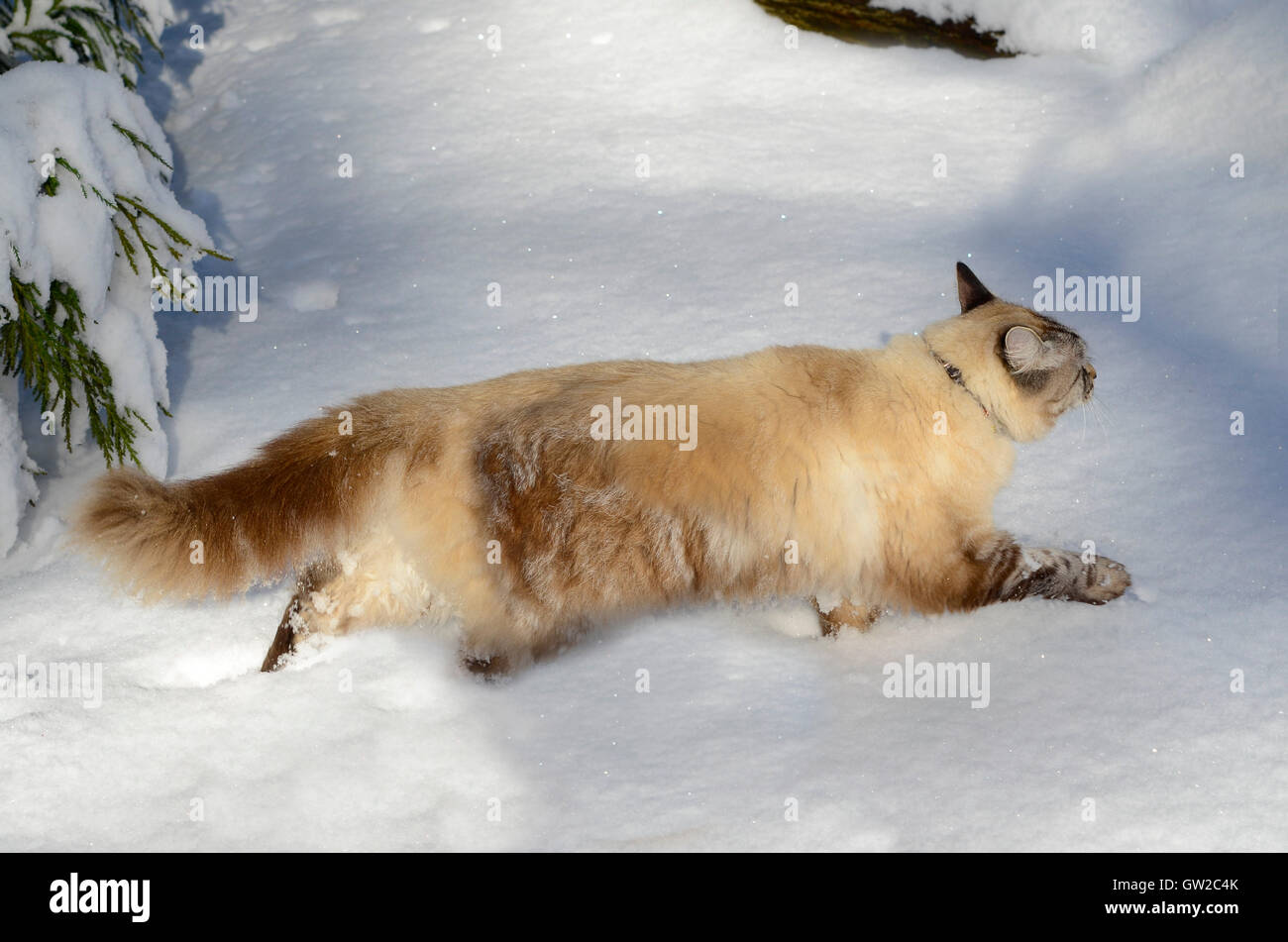 A Beautiful Mixed Breed Siamese Balinese Cat Running In Deep