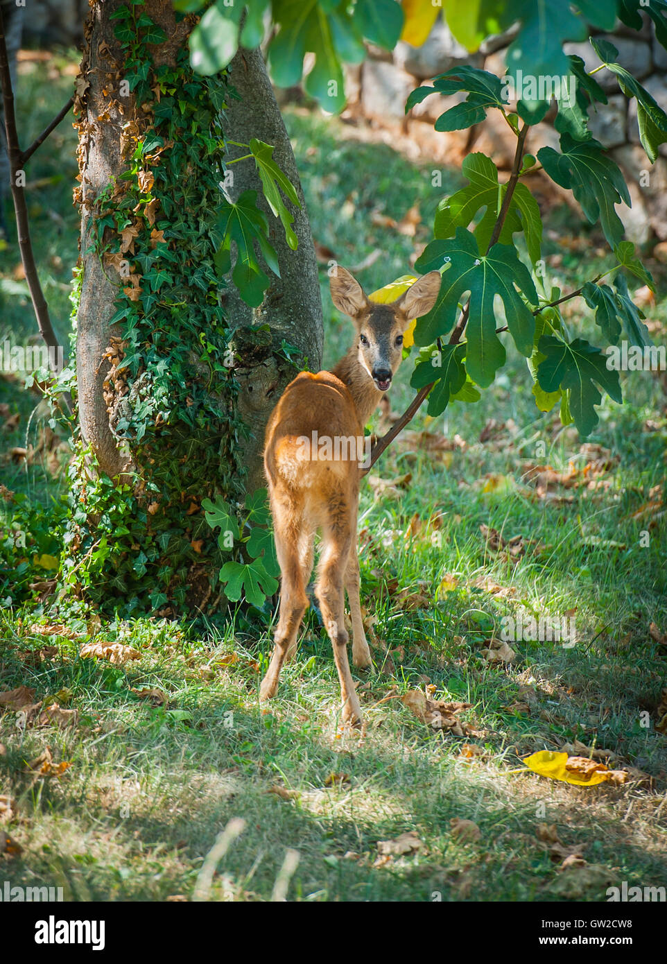 Deer in the garden Stock Photo