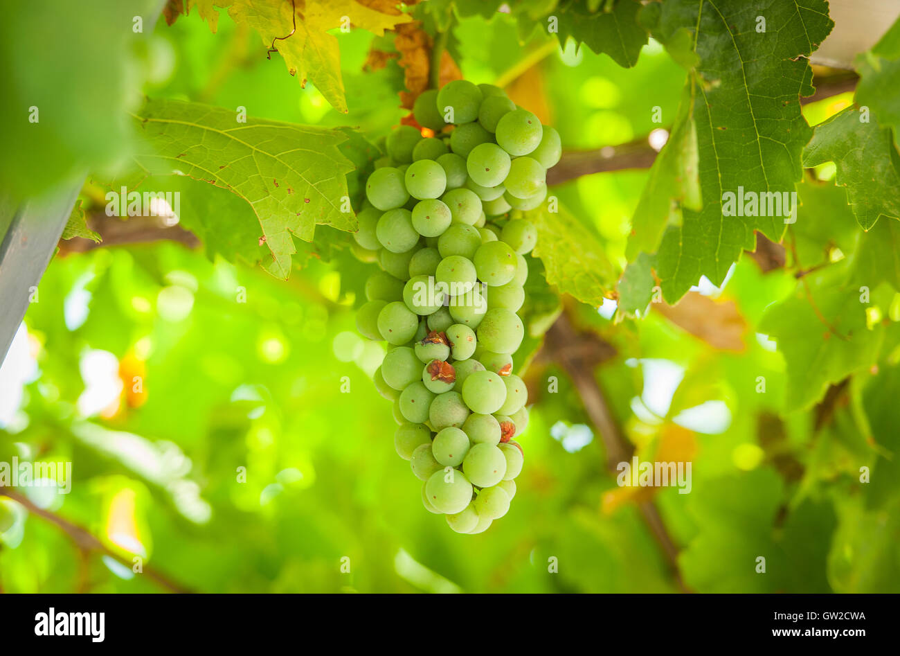 Grapevine, grapes, Croatia Stock Photo Alamy
