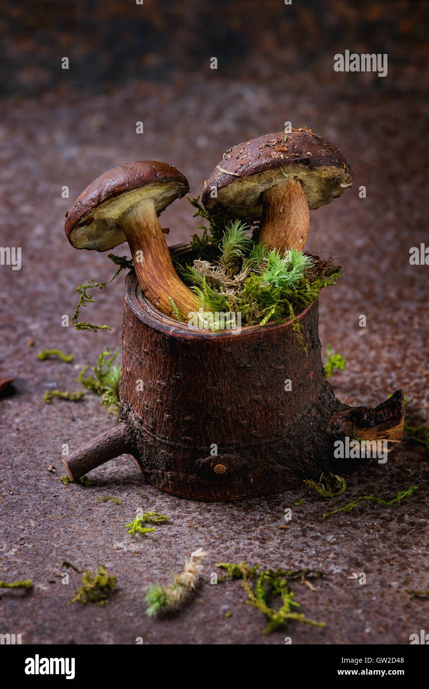 Polish mushroom boletus Stock Photo