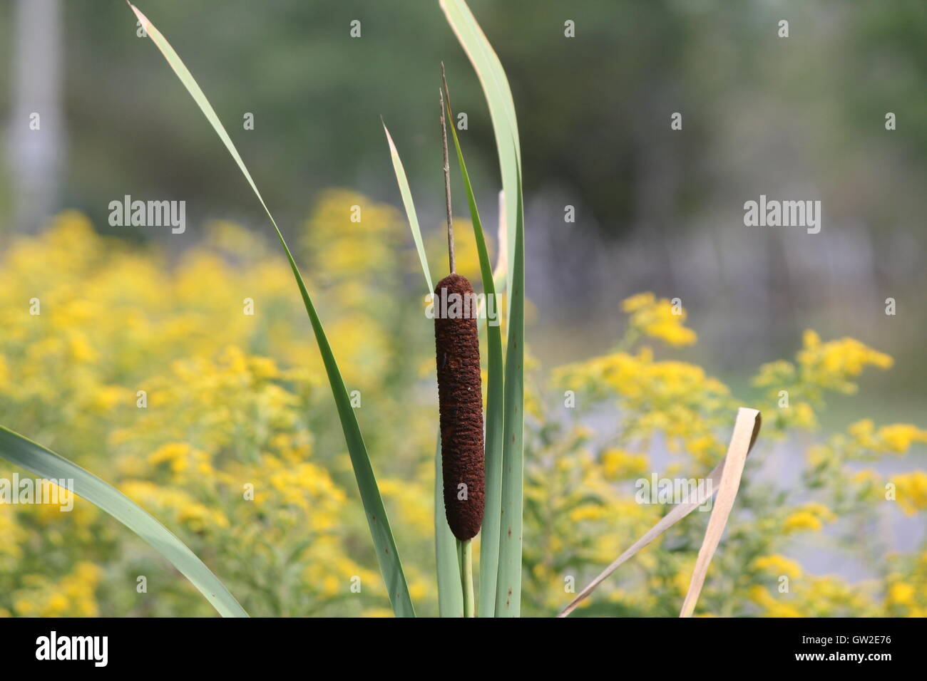 Cattails in a country roadside ditch in eastern Ontario Stock Photo Alamy
