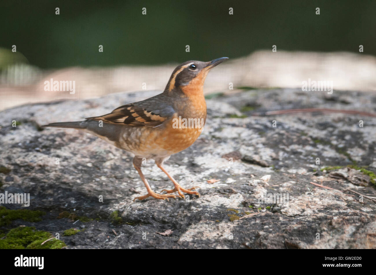 A Varied Thrush female on a migratory visit to the Sierra Foothills of Northern California. Stock Photo