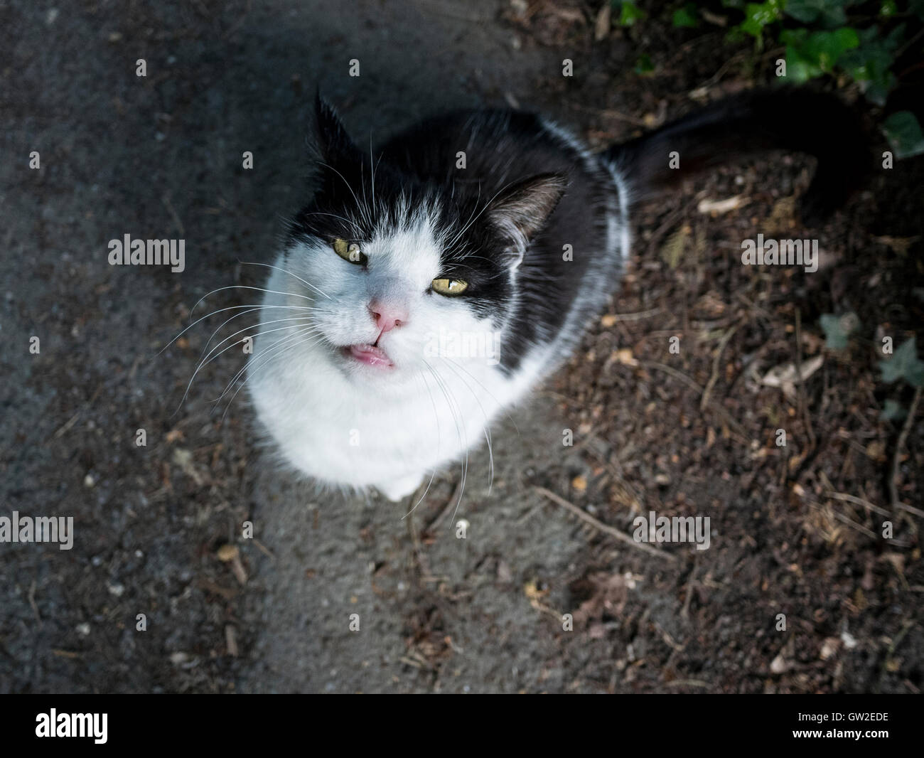Black and White Cat Looking up Stock Photo - Alamy