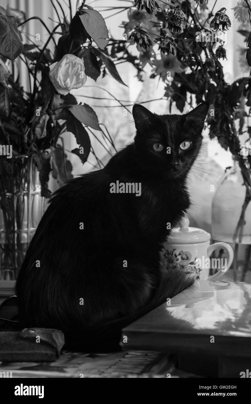 Cat sits on the table Stock Photo - Alamy