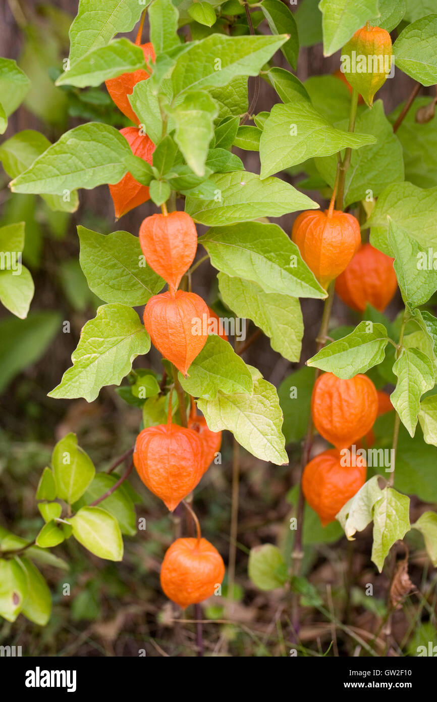 Physalis alkekengi fruit with the orange husk growing in the garden. Stock Photo