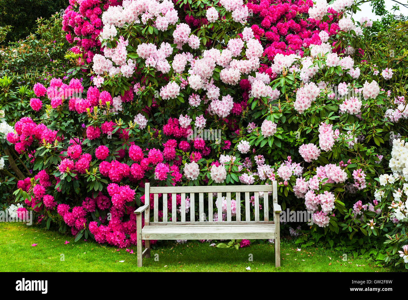 Garden with rhododendrons and old wooden bench. Stock Photo