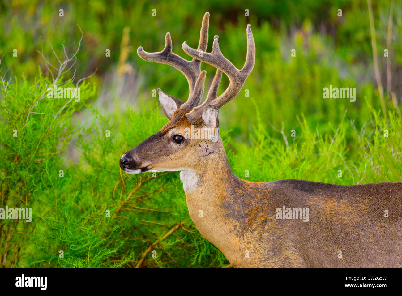 Florida Deer White Stock Photos & Florida Deer White Stock Images - Alamy