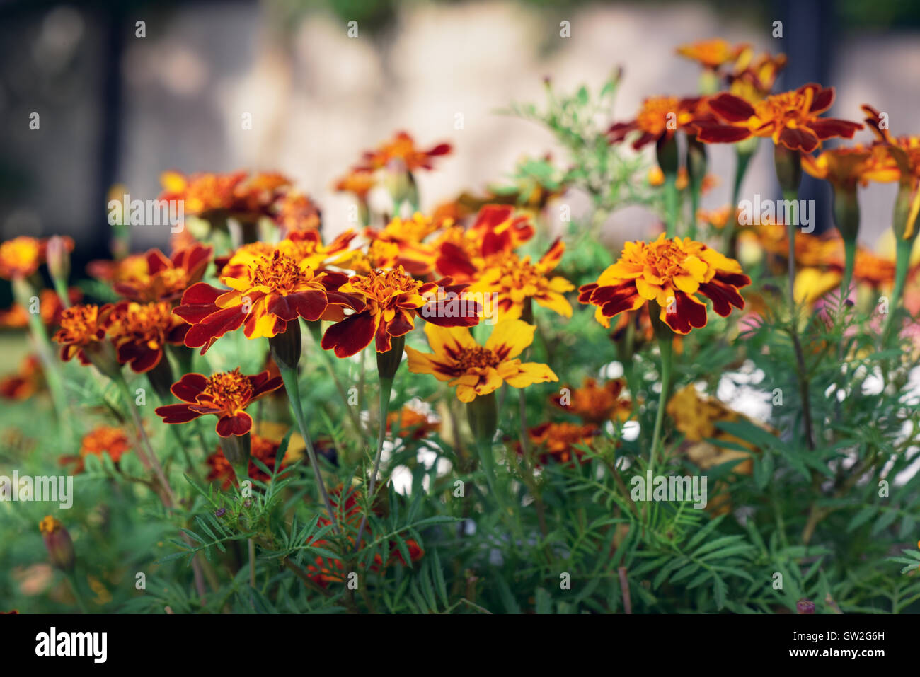 Beautiful blooming marigolds on a city lawn close up Stock Photo