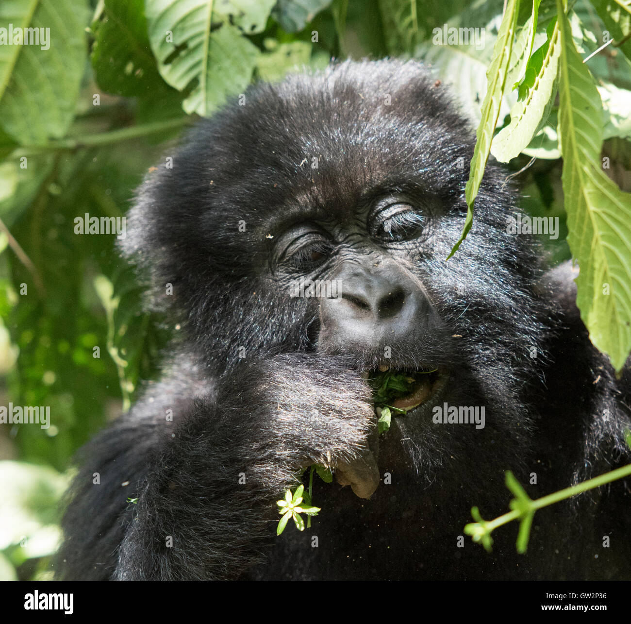 Female mountain gorilla in Volcanoes National Park Rwanda Stock Photo