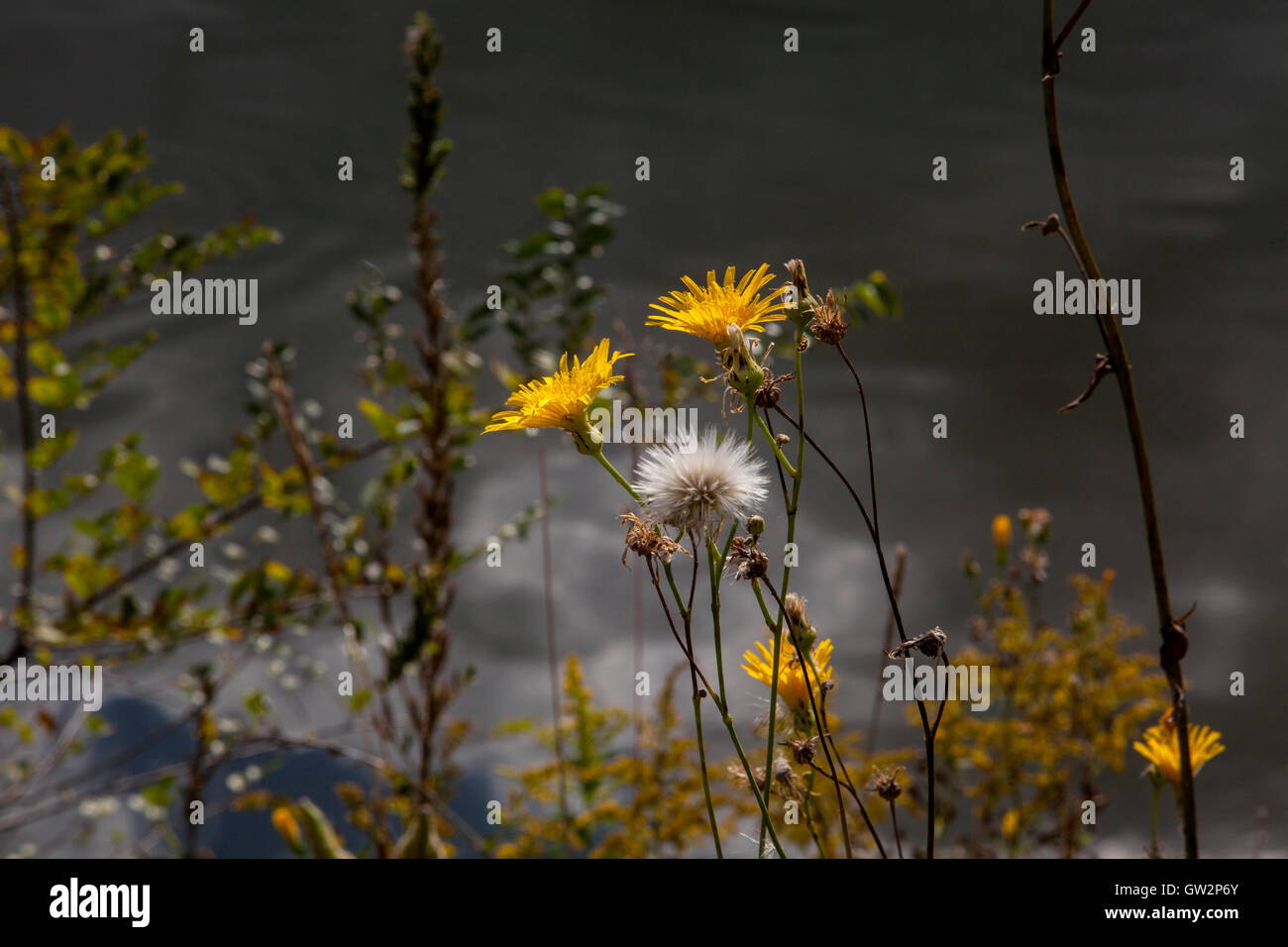 Weeds and flowers hi-res stock photography and images - Alamy