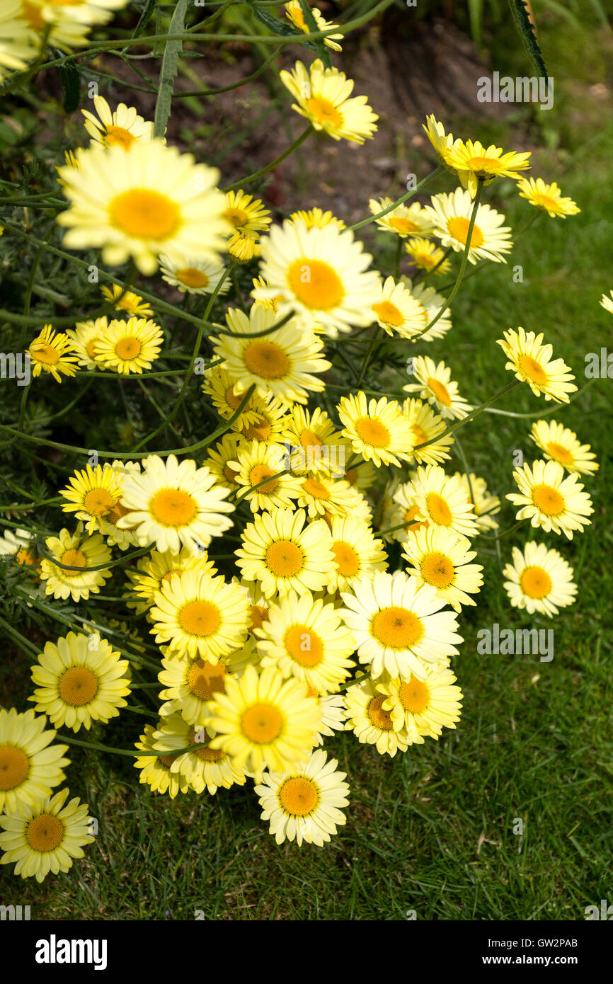 Shasta daisy or Marguerite daisies, in garden. England UK.Latin name