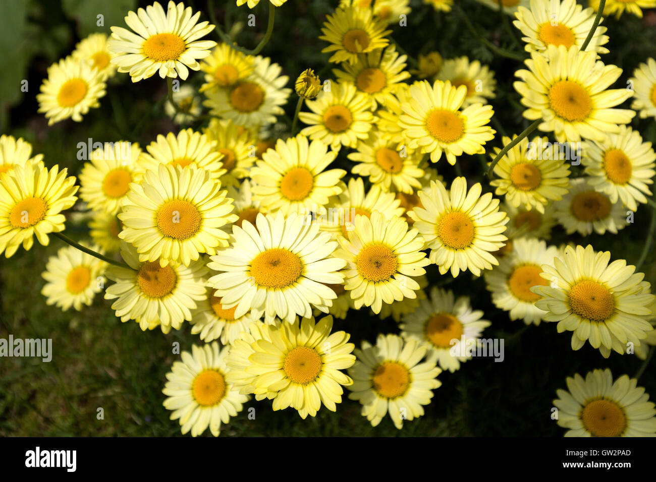 Shasta daisy or Marguerite daisies, in garden. England UK.Latin name
