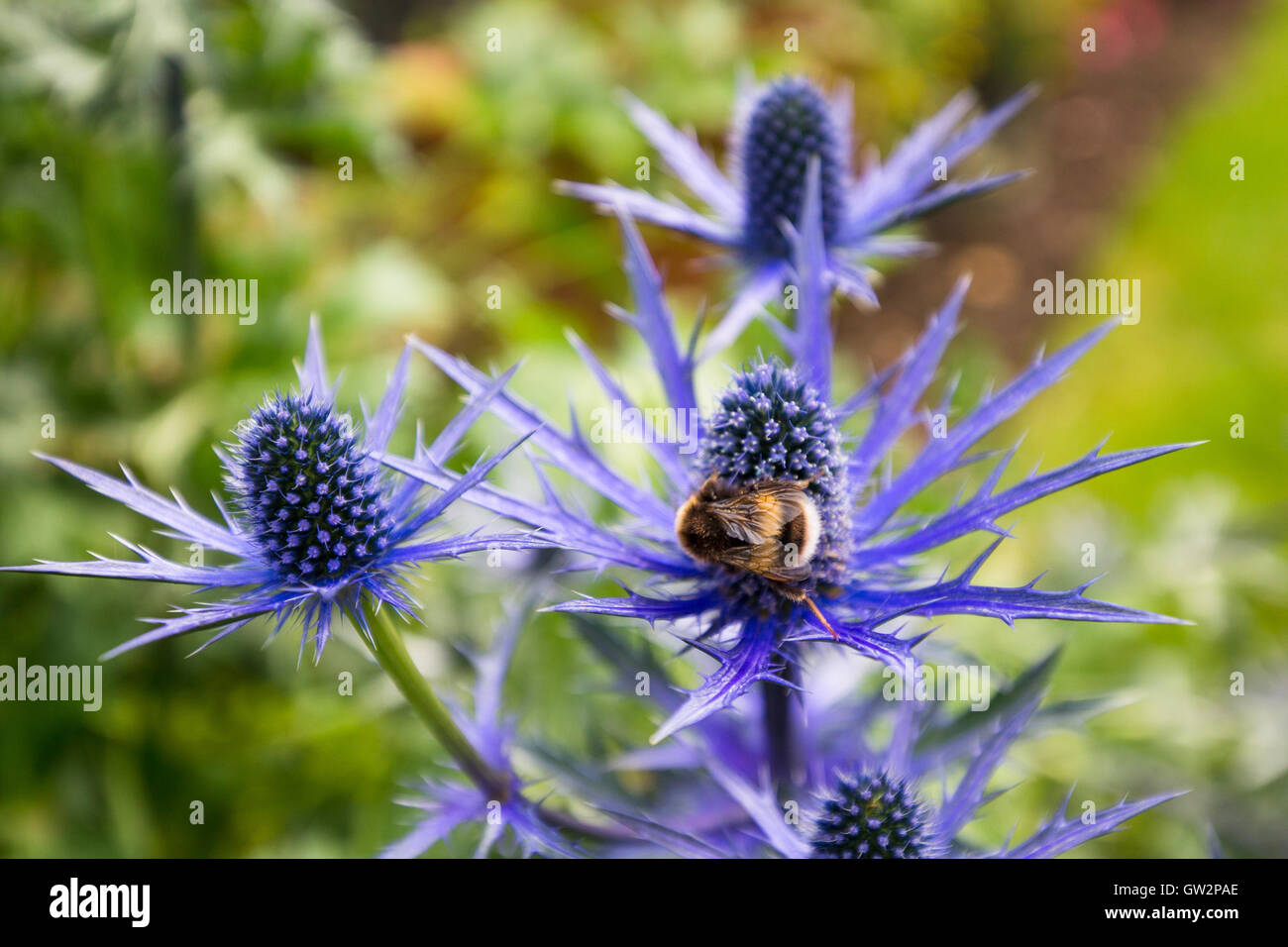 Eryngium Picos, sea holly, with worker bee during summer blooming. England UK Stock Photo