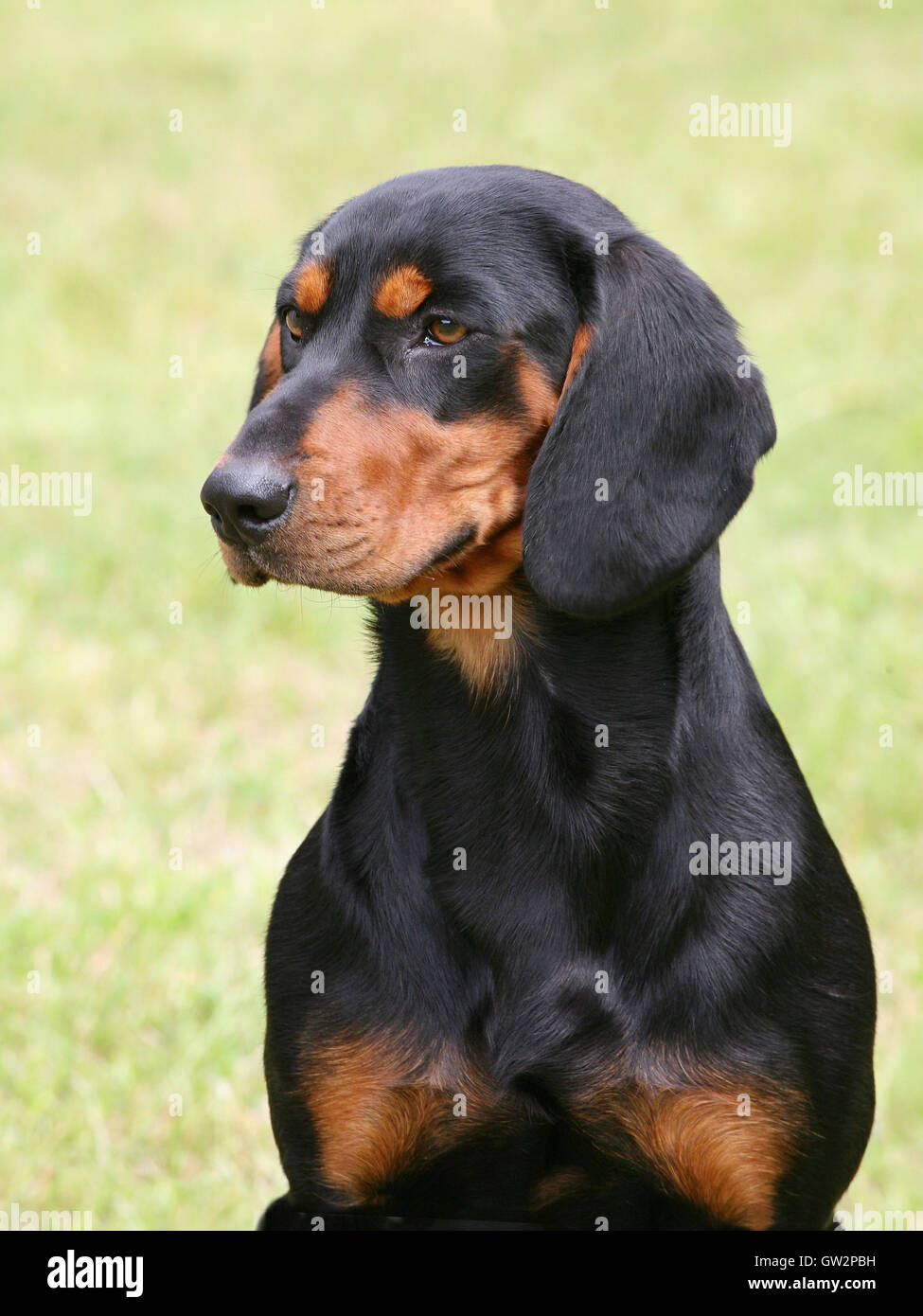 What Is The Breed Of Saint Hubert Jura Hound