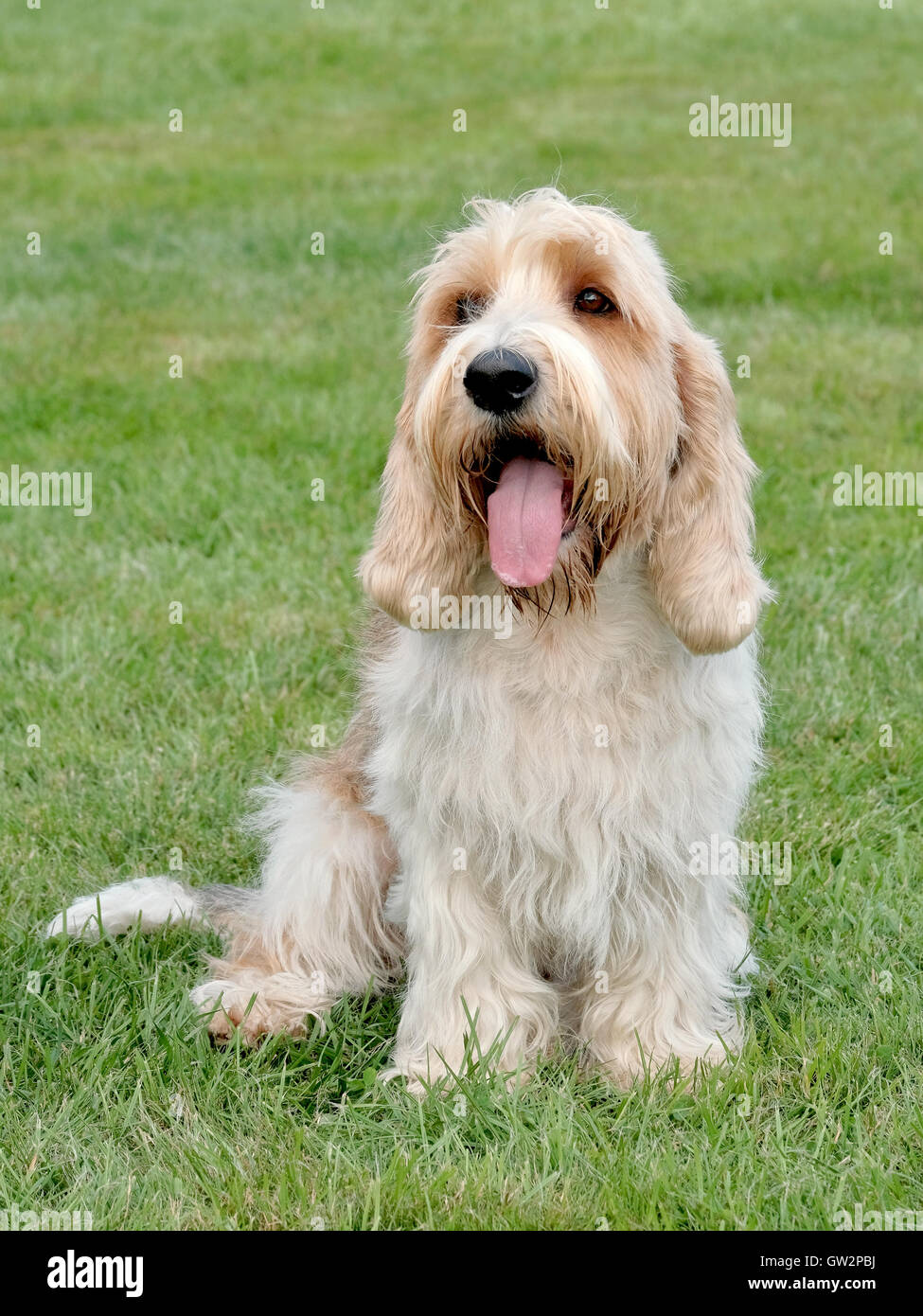 Typical Petit Basset Griffon Vendeen in the spring garden Stock Photo