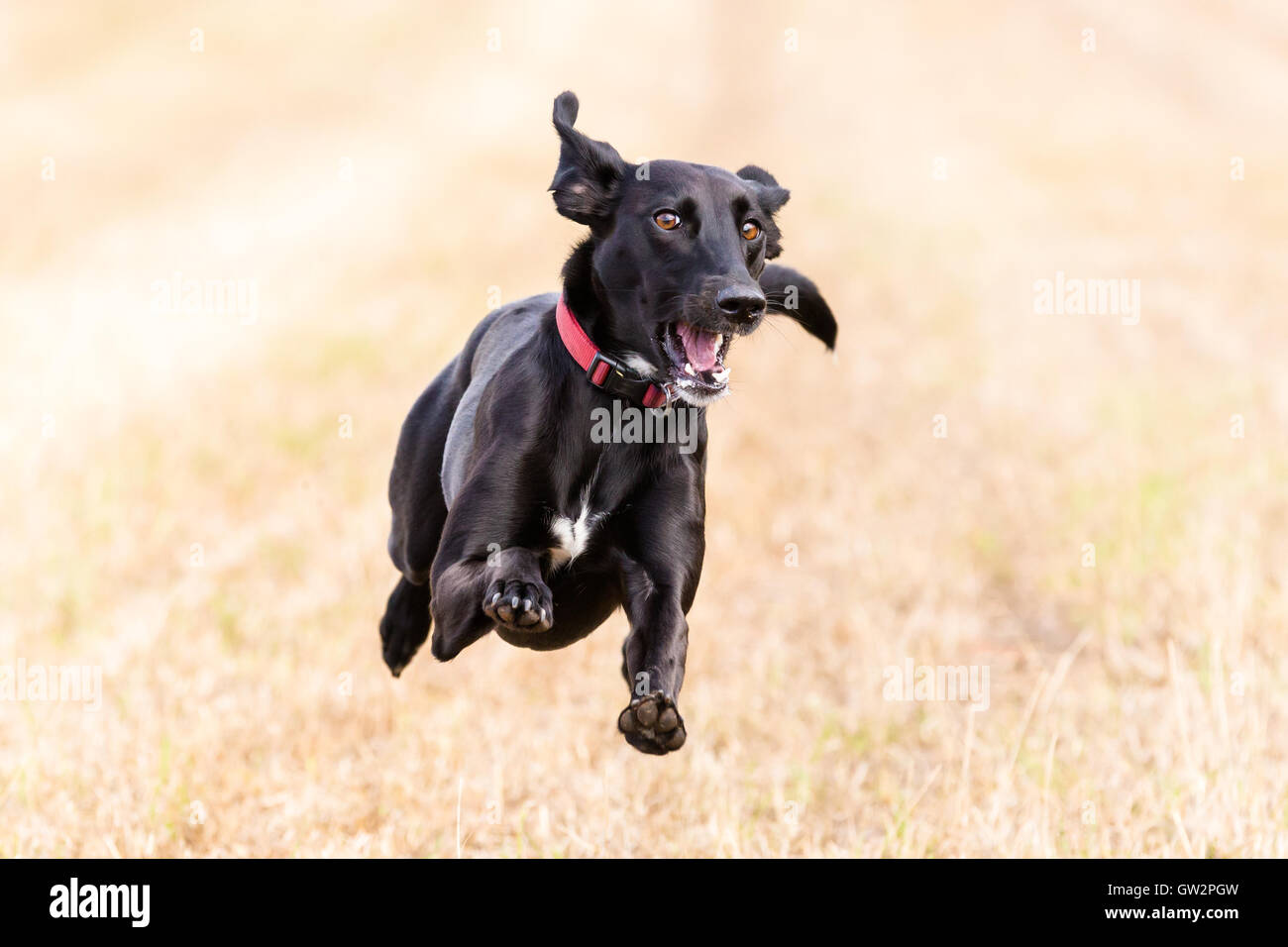 black dog running and jumping in a field Stock Photo Alamy
