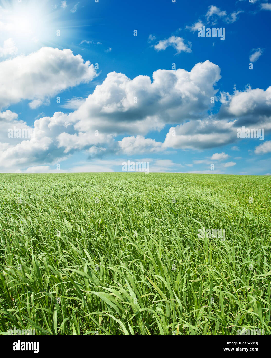 field with green grass under deep blue sky with sun Stock Photo - Alamy
