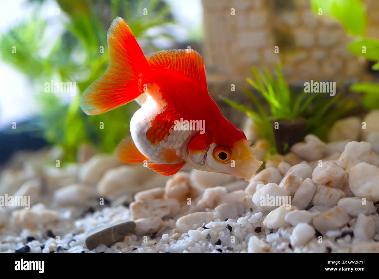 goldfish sucks a rocks in the aquarium Stock Photo - Alamy
