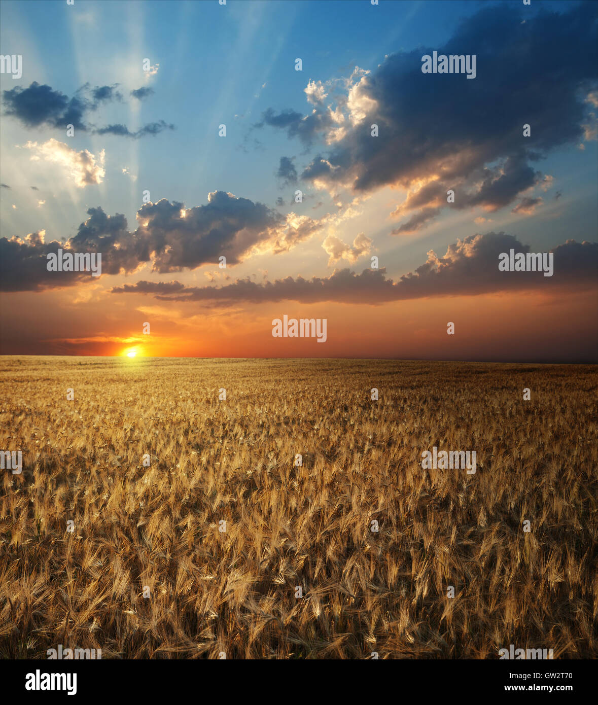 Harvest time wheat beautiful hi-res stock photography and images - Alamy