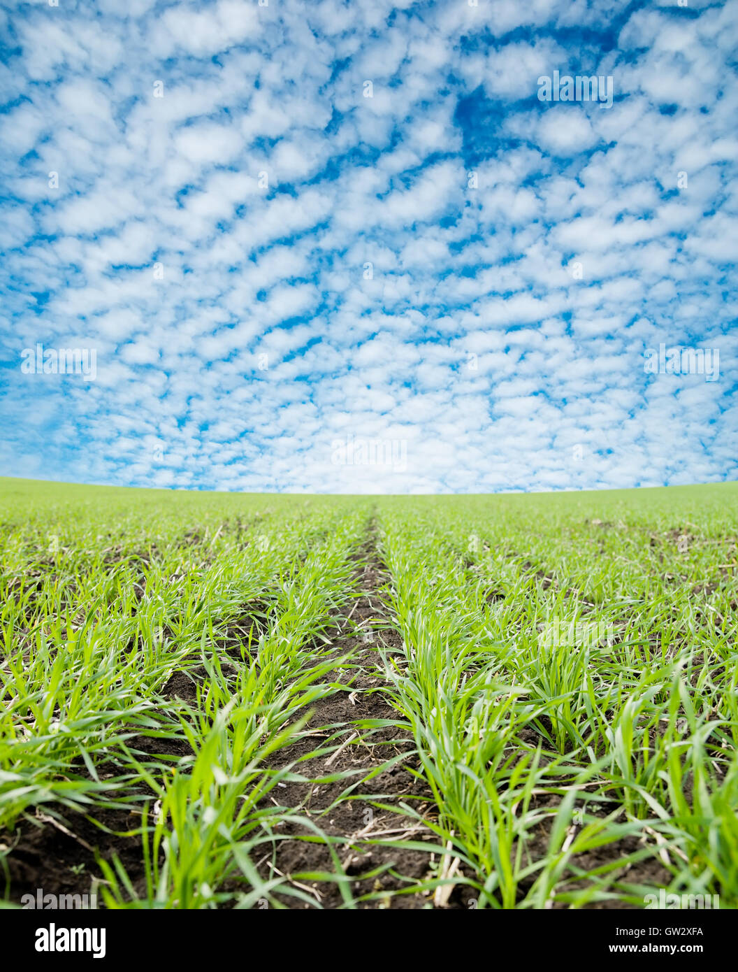 closeup of green field under cloudy sky Stock Photo - Alamy