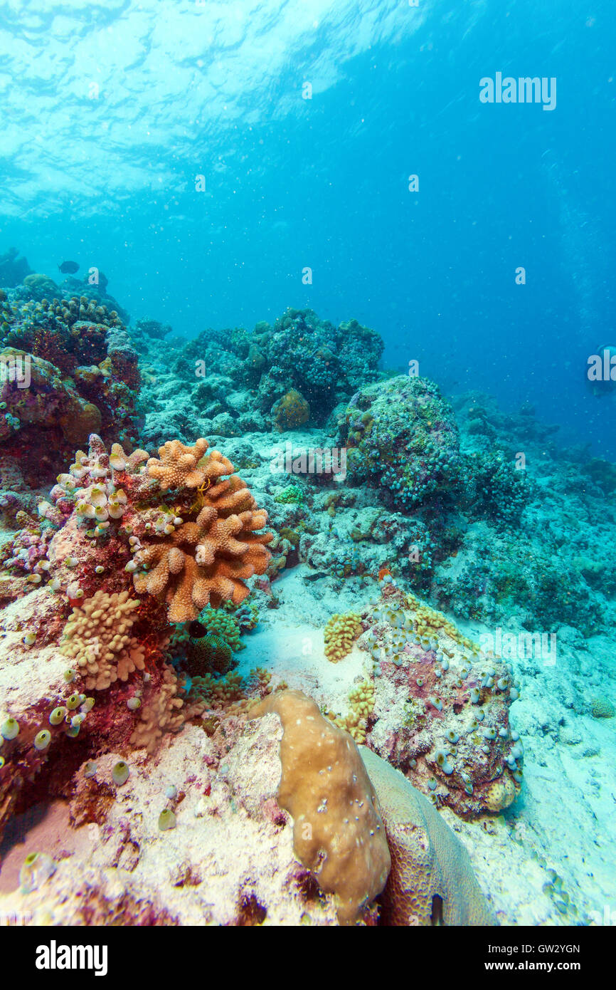 Maldives reefs underwater hi-res stock photography and images - Alamy