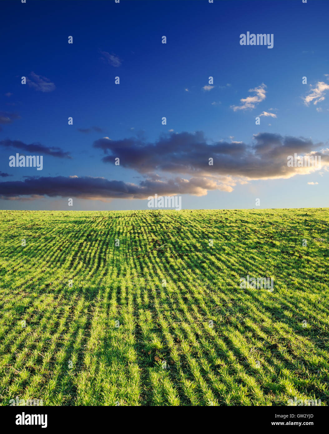 field with green grass under deep blue sky with clouds Stock Photo - Alamy